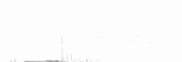 Рувензорская короткохвостка - ML404150721
