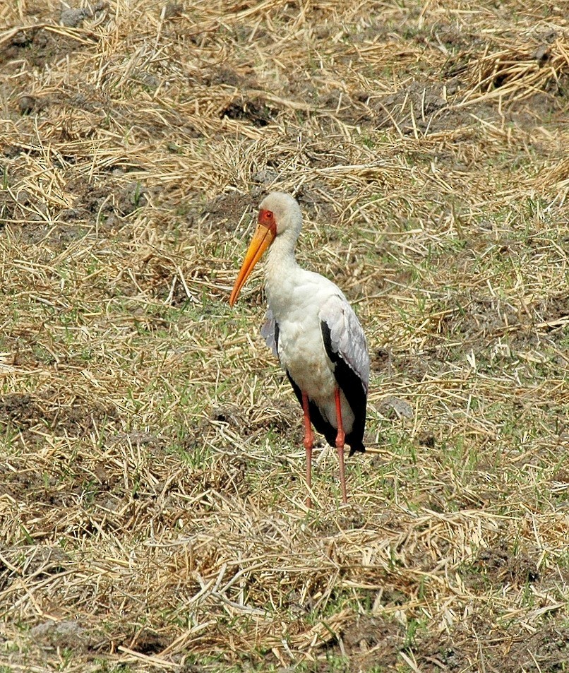 Yellow-billed Stork - Georges Olioso