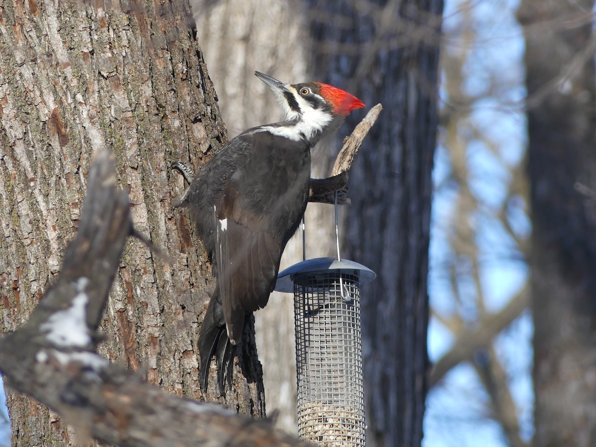 Pileated Woodpecker - Parker Hughes