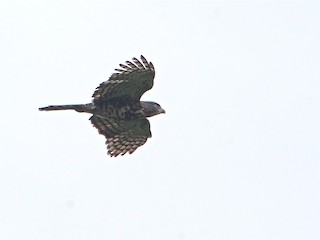  - Congo Serpent-Eagle