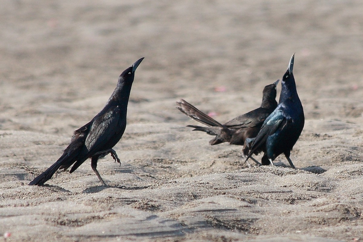 Great-tailed Grackle - ML404159171