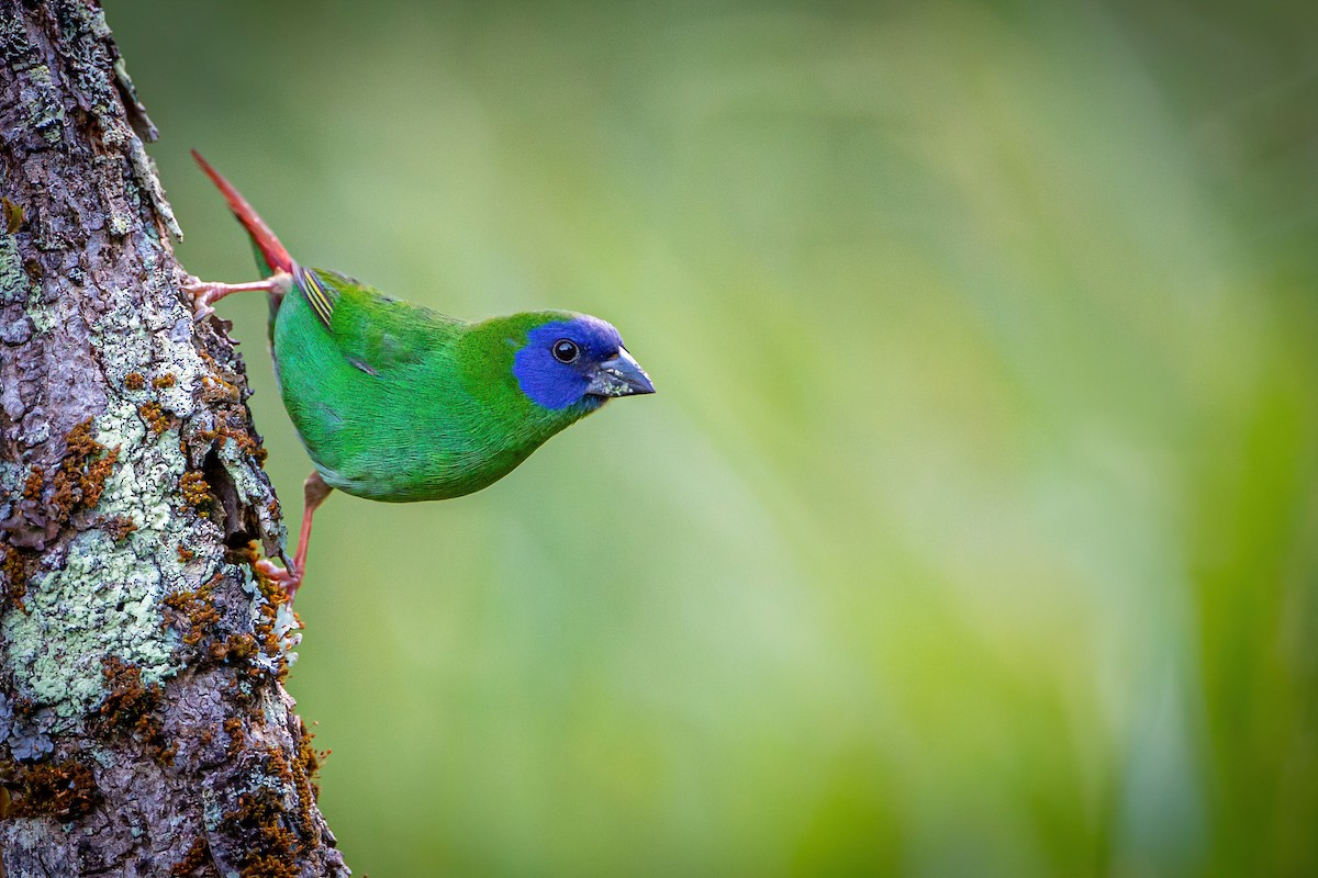 Blue-faced Parrotfinch - ML404159351