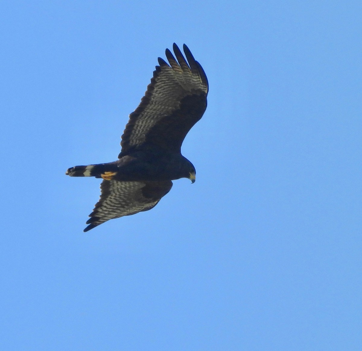 Zone-tailed Hawk - Kalin Ocaña