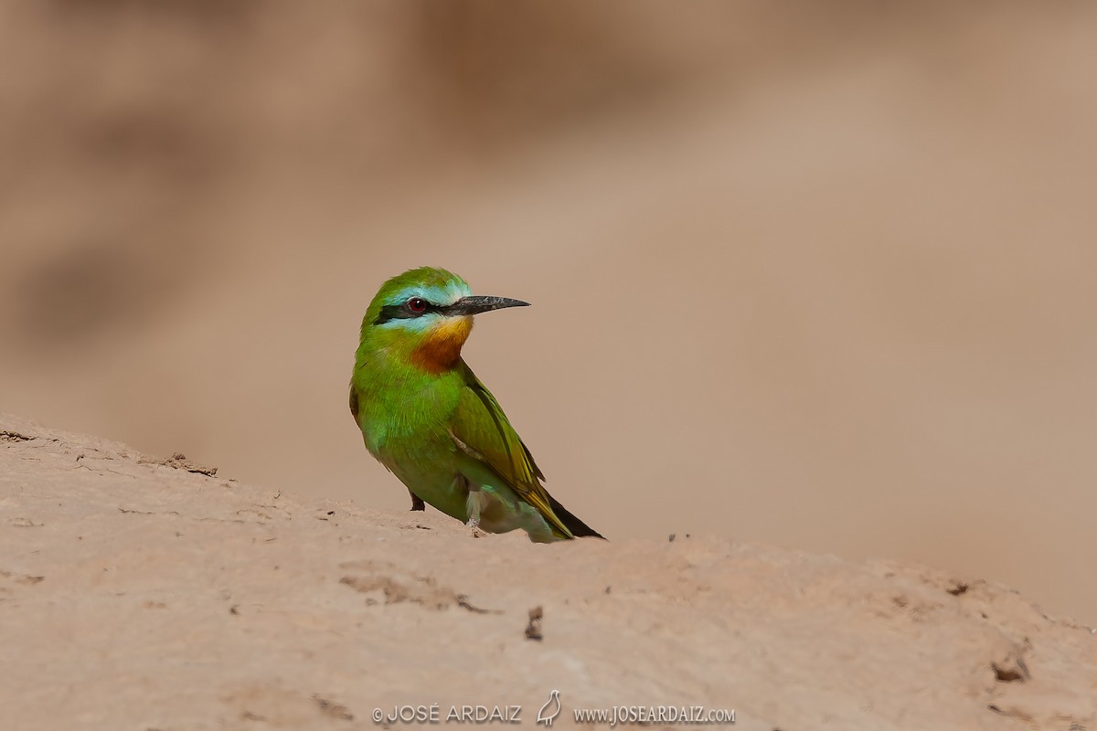 Blue-cheeked Bee-eater - ML404162981