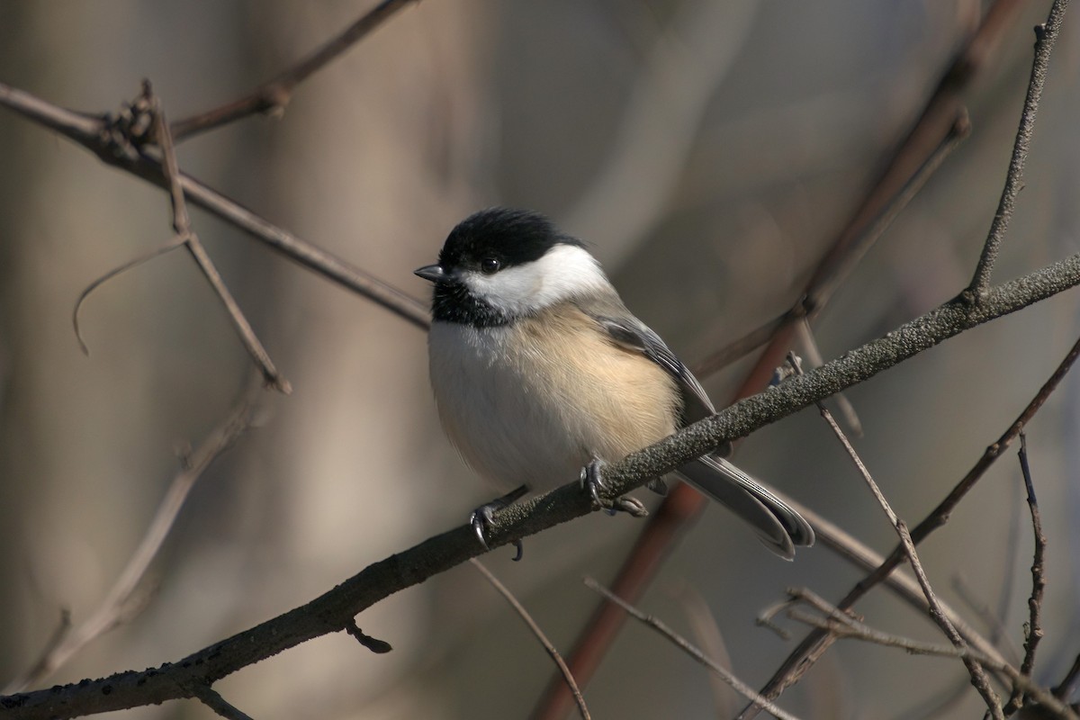 eBird Checklist 8 Jan 2022 Pine Grove Entrance To Park
