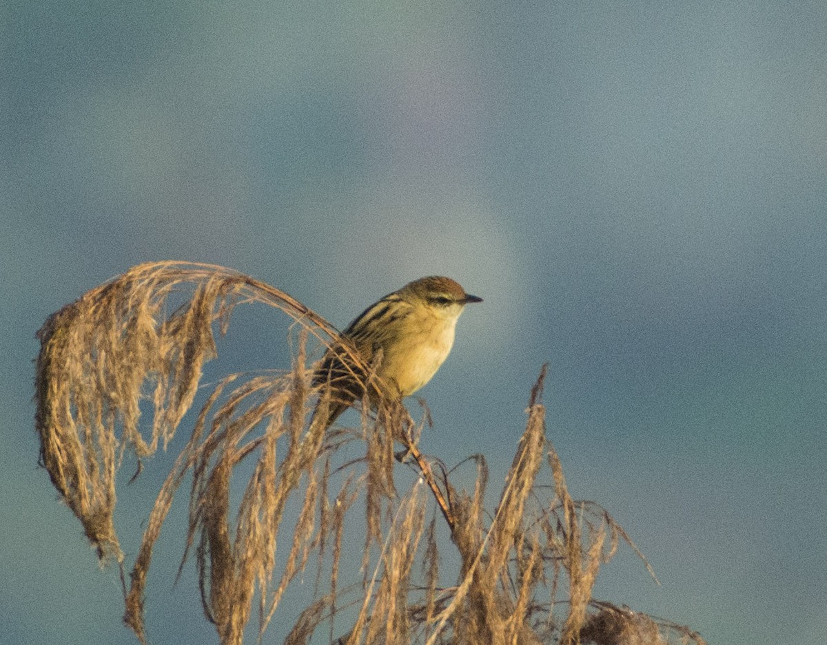 Striated Grassbird - SWARUP SAHA