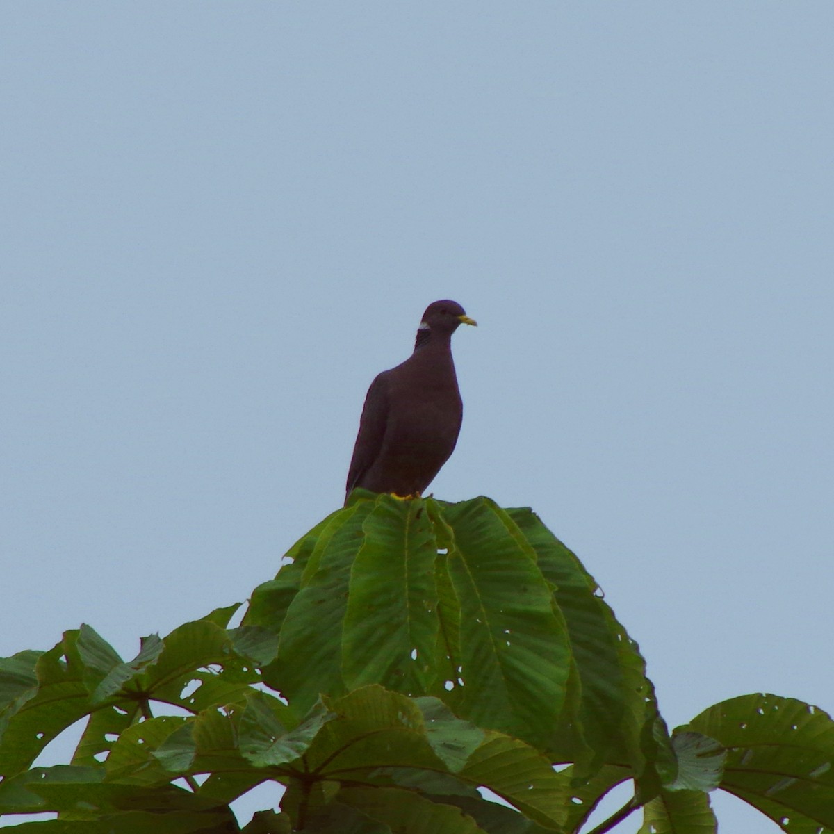 Band-tailed Pigeon (White-necked) - Aaron Rushin