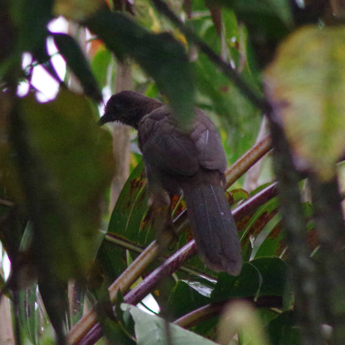 Speckled Chachalaca (Speckled) - ML404175751