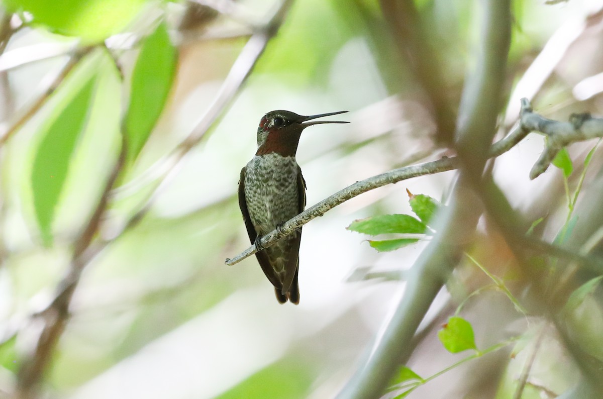 Anna's Hummingbird - ML404175771