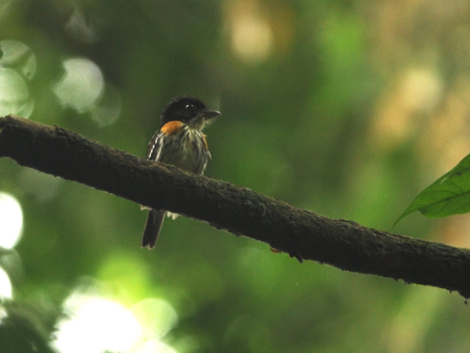 Rufous-sided Broadbill - eBird