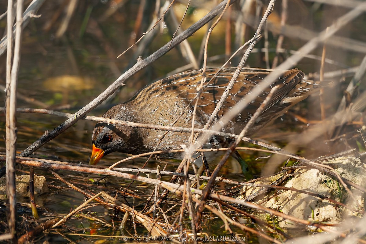 Spotted Crake - ML404181341