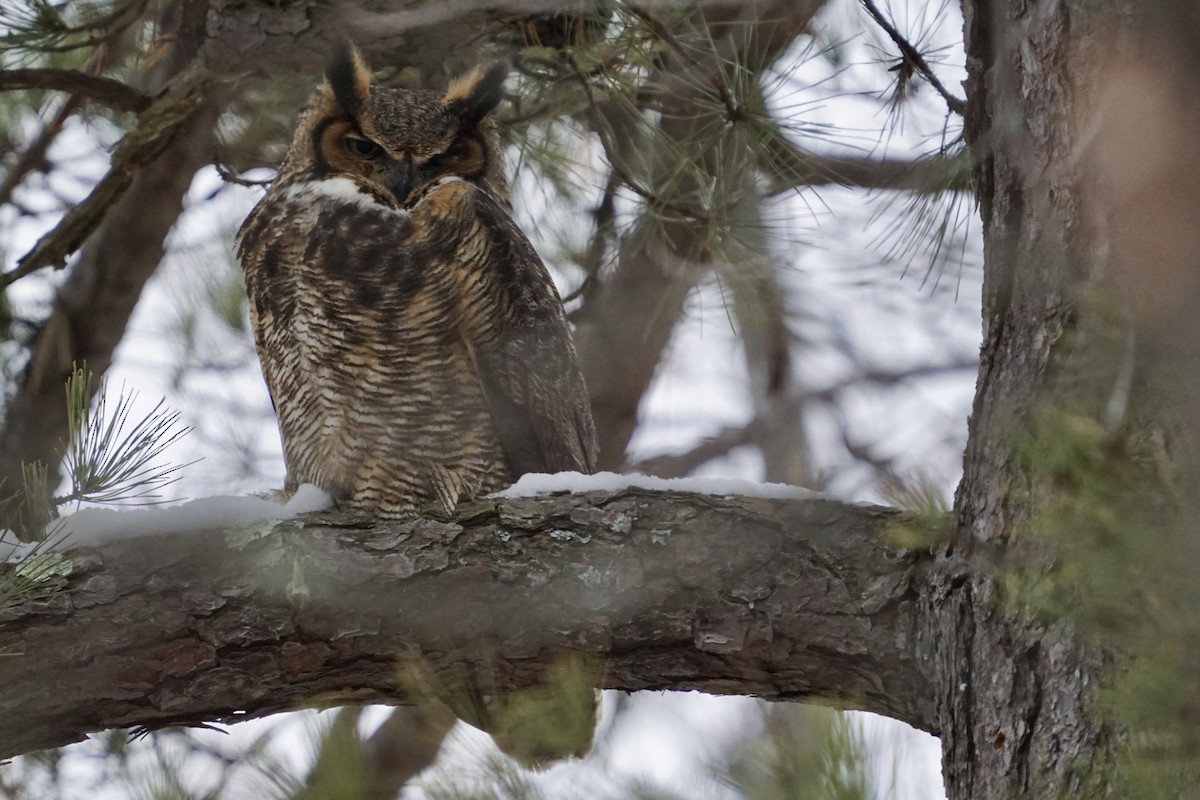 Great Horned Owl - ML404181441