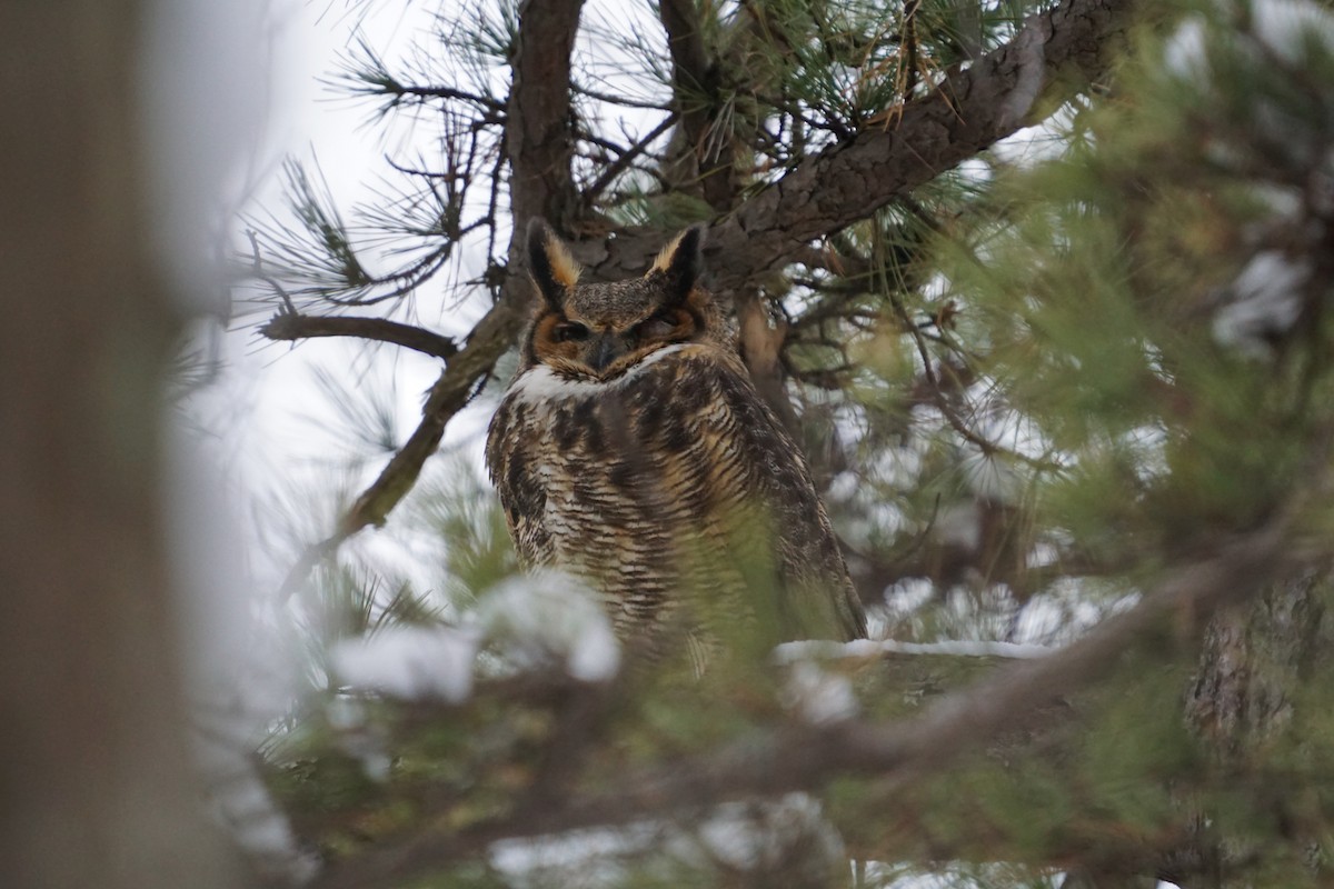 Great Horned Owl - ML404181451