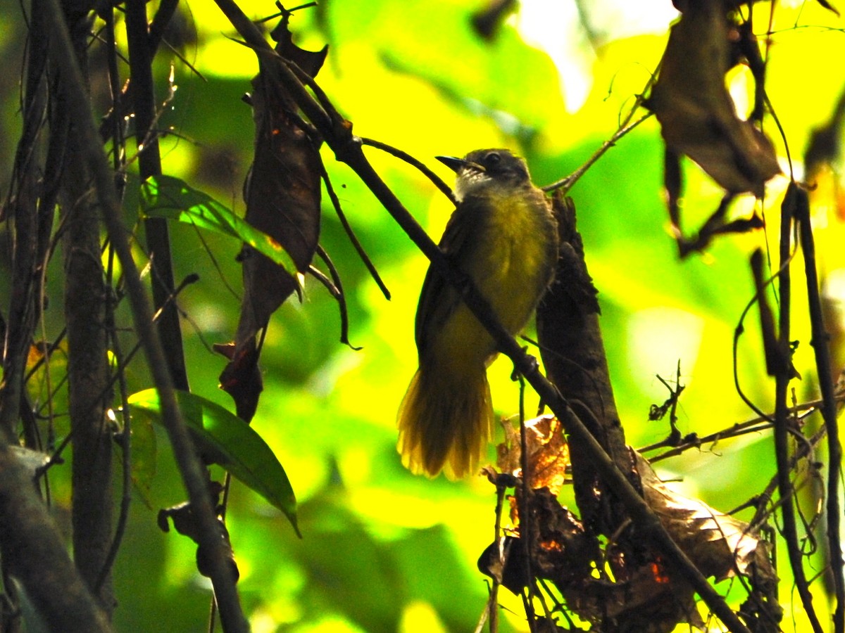 Red-tailed Greenbul - ML40418581