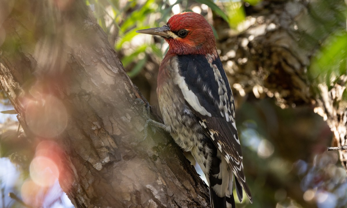 Red-breasted Sapsucker - ML404189241