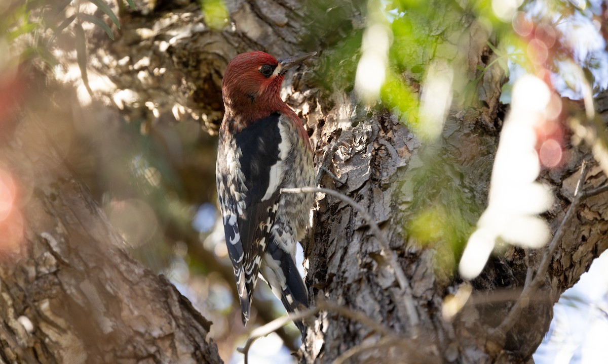 Red-breasted Sapsucker - ML404189311
