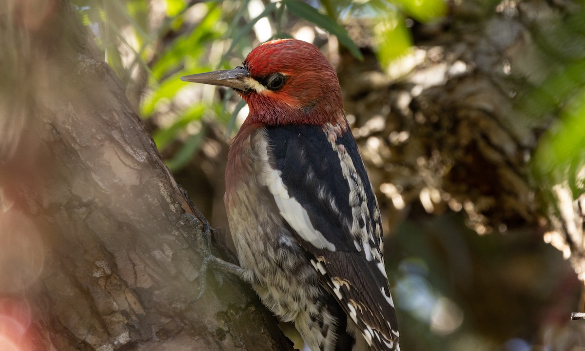 Red-breasted Sapsucker - ML404189331