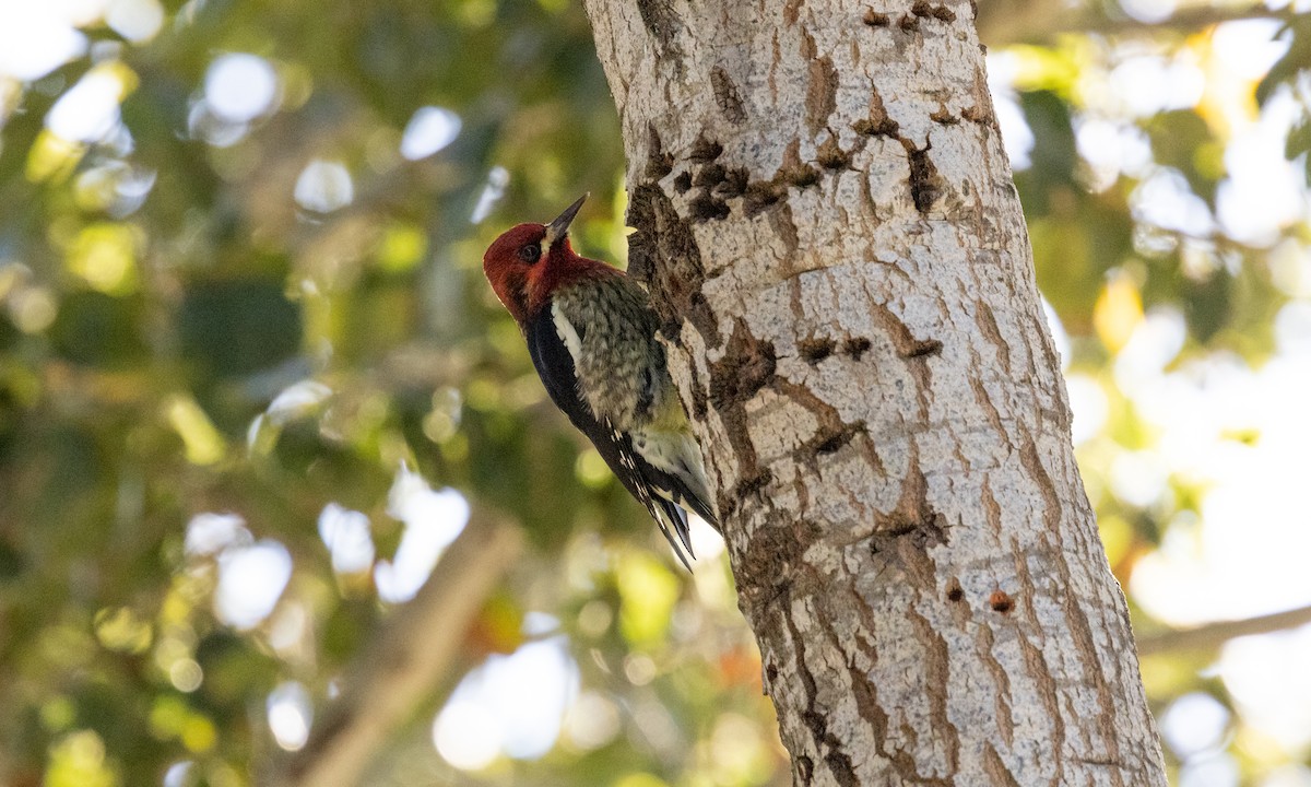 Red-breasted Sapsucker - ML404189341