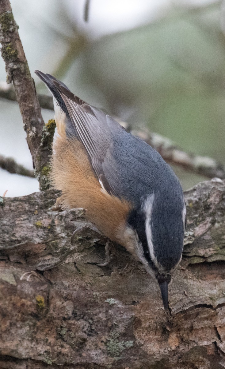 Red-breasted Nuthatch - ML404192401
