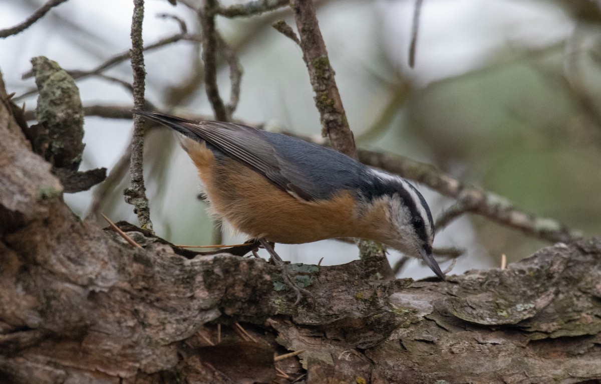 Red-breasted Nuthatch - ML404192491