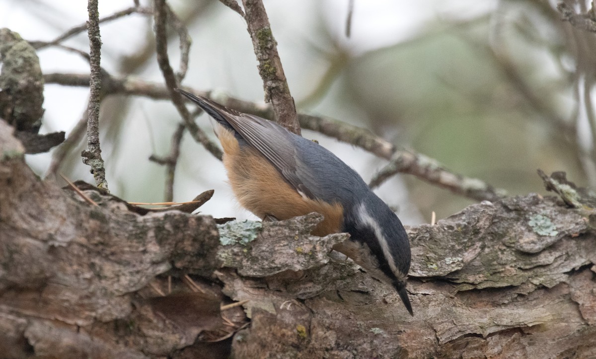 Red-breasted Nuthatch - ML404192511