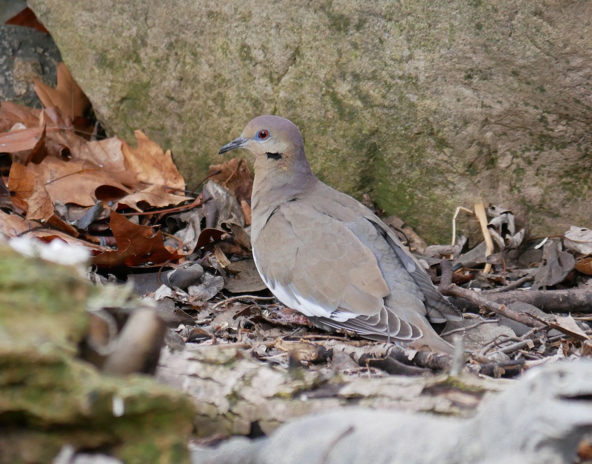 White-winged Dove - Andy Belt