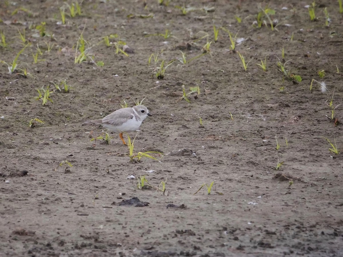 Piping Plover - ML404203321