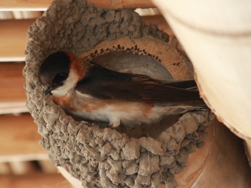 Chestnut-collared Swallow - Rutger Koperdraad