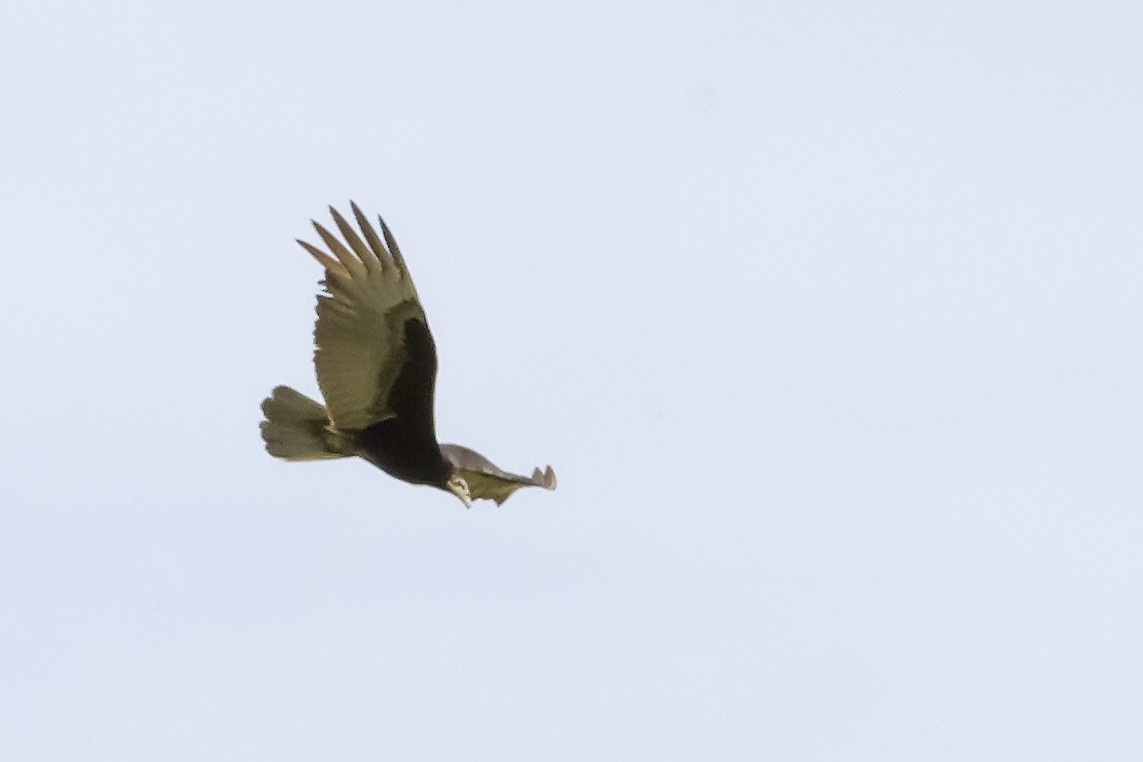 Lesser Yellow-headed Vulture - ML40420711