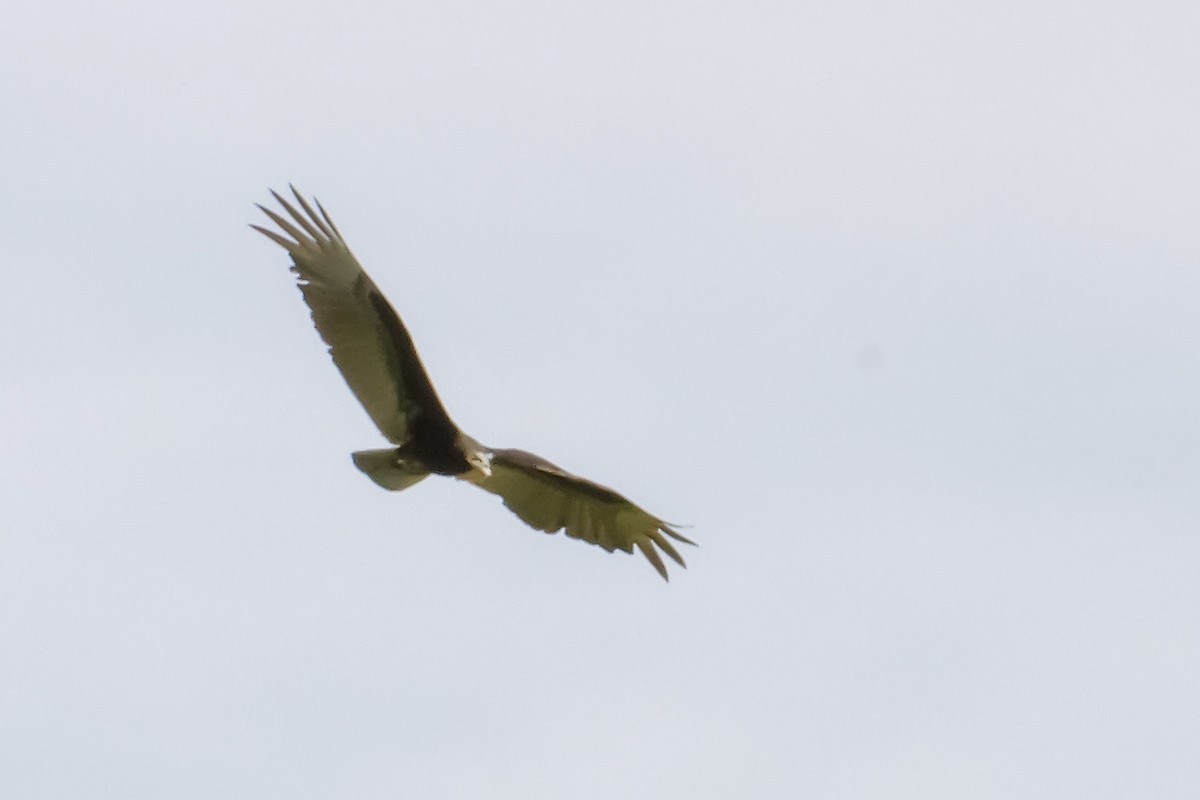 Lesser Yellow-headed Vulture - ML40420721