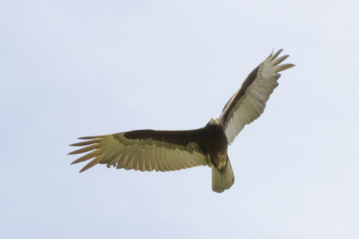 Lesser Yellow-headed Vulture - ML40420731