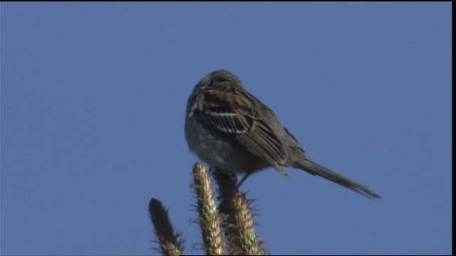 Field Sparrow - ML404216