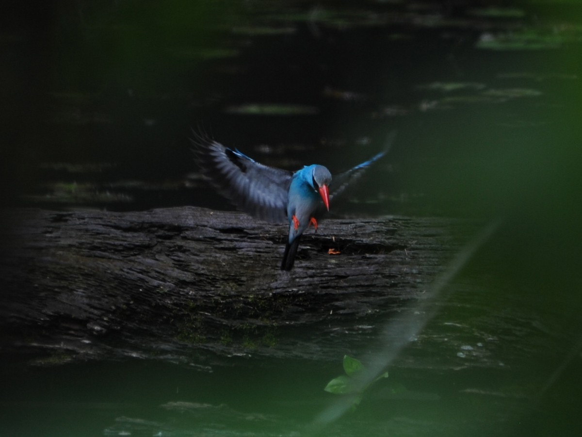 Blue-breasted Kingfisher - ML40421691