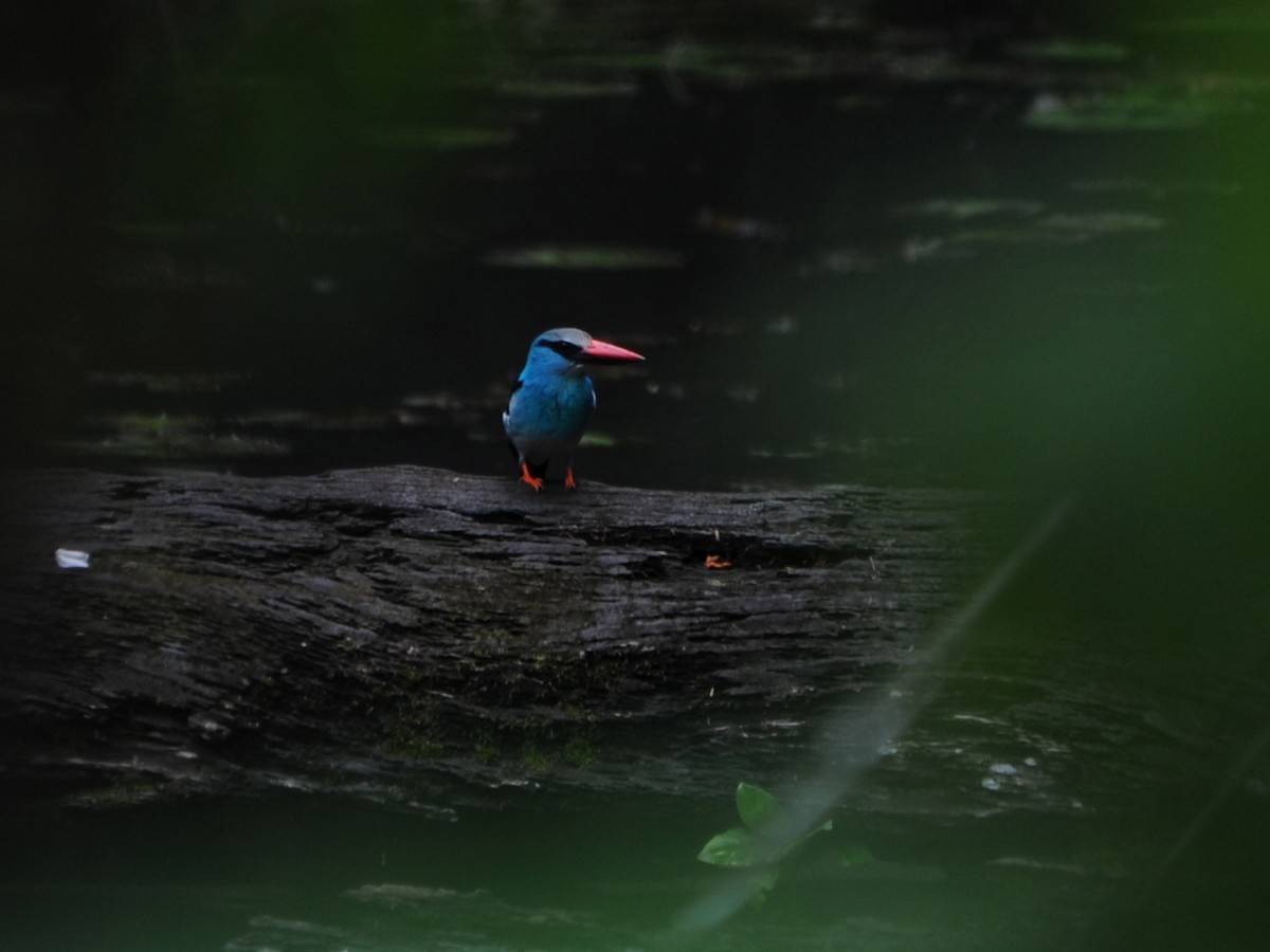 Blue-breasted Kingfisher - ML40421721