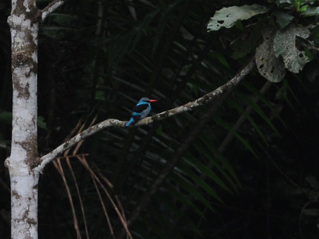 Blue-breasted Kingfisher - ML40421771