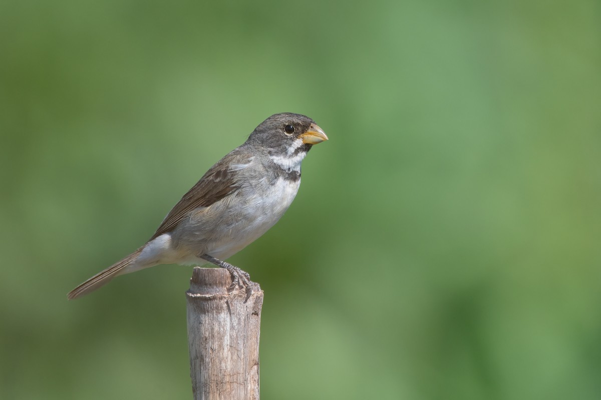 Double-collared Seedeater - ML404220521
