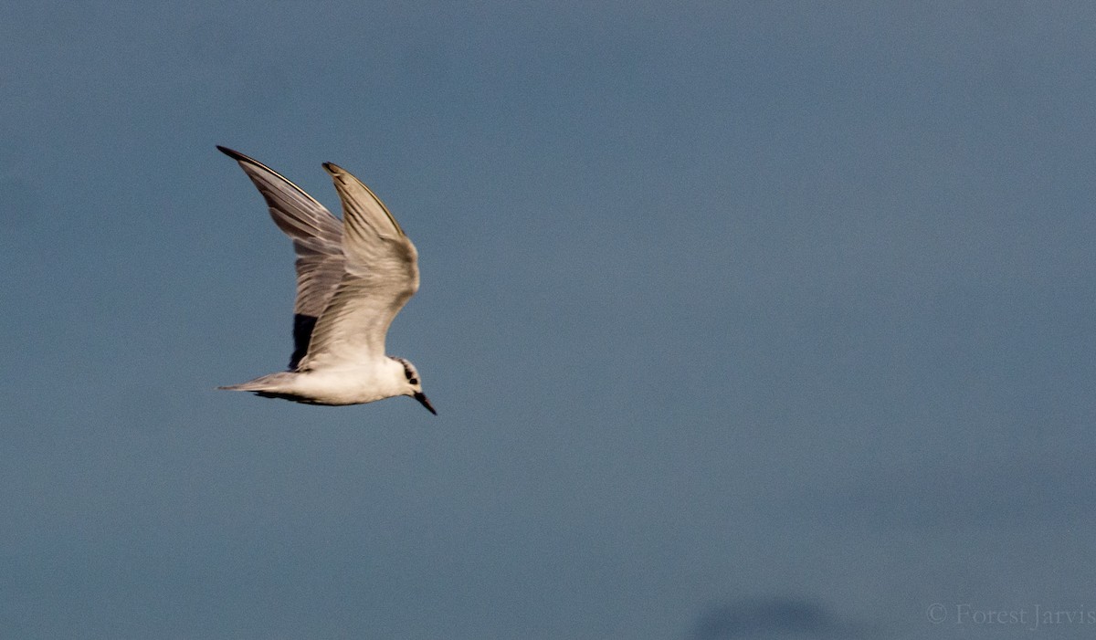 Little Tern - Forest Botial-Jarvis