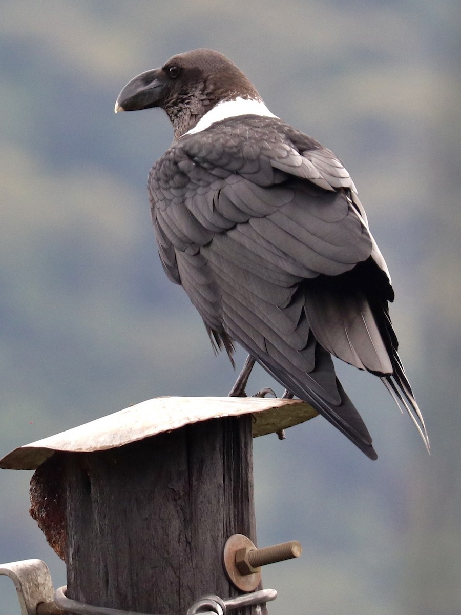 White-necked Raven - ML404223681