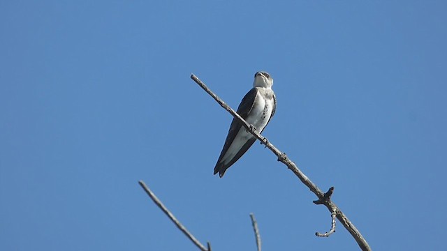 Brown-chested Martin - ML404224441