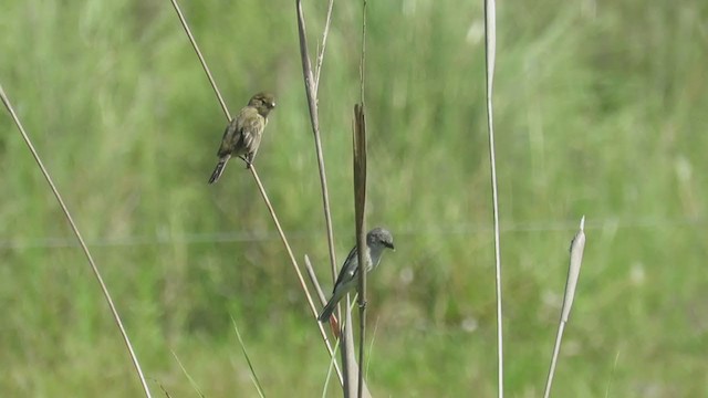 Pearly-bellied Seedeater - ML404228291
