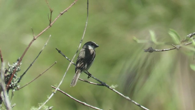 Pearly-bellied Seedeater - ML404228451