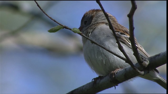 Field Sparrow - ML404232