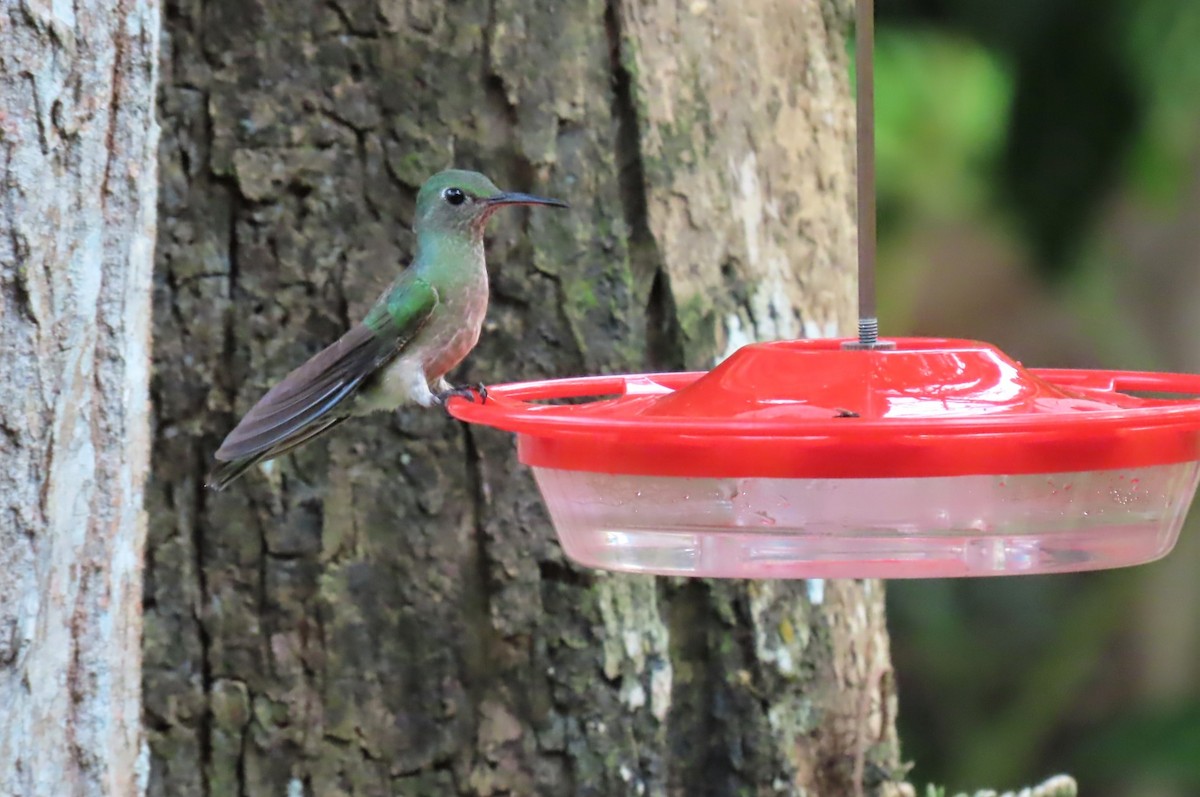 Scaly-breasted Hummingbird - ML404232011