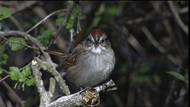 Swamp Sparrow - ML404233