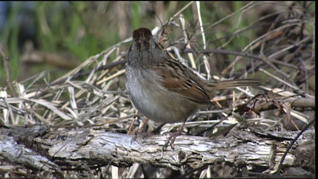 Swamp Sparrow - ML404234
