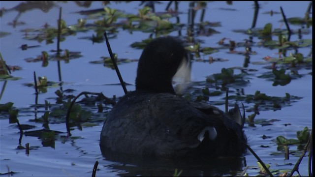 American Coot (Red-shielded) - ML404236