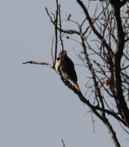 Northern Flicker (Yellow-shafted) - ML404236511