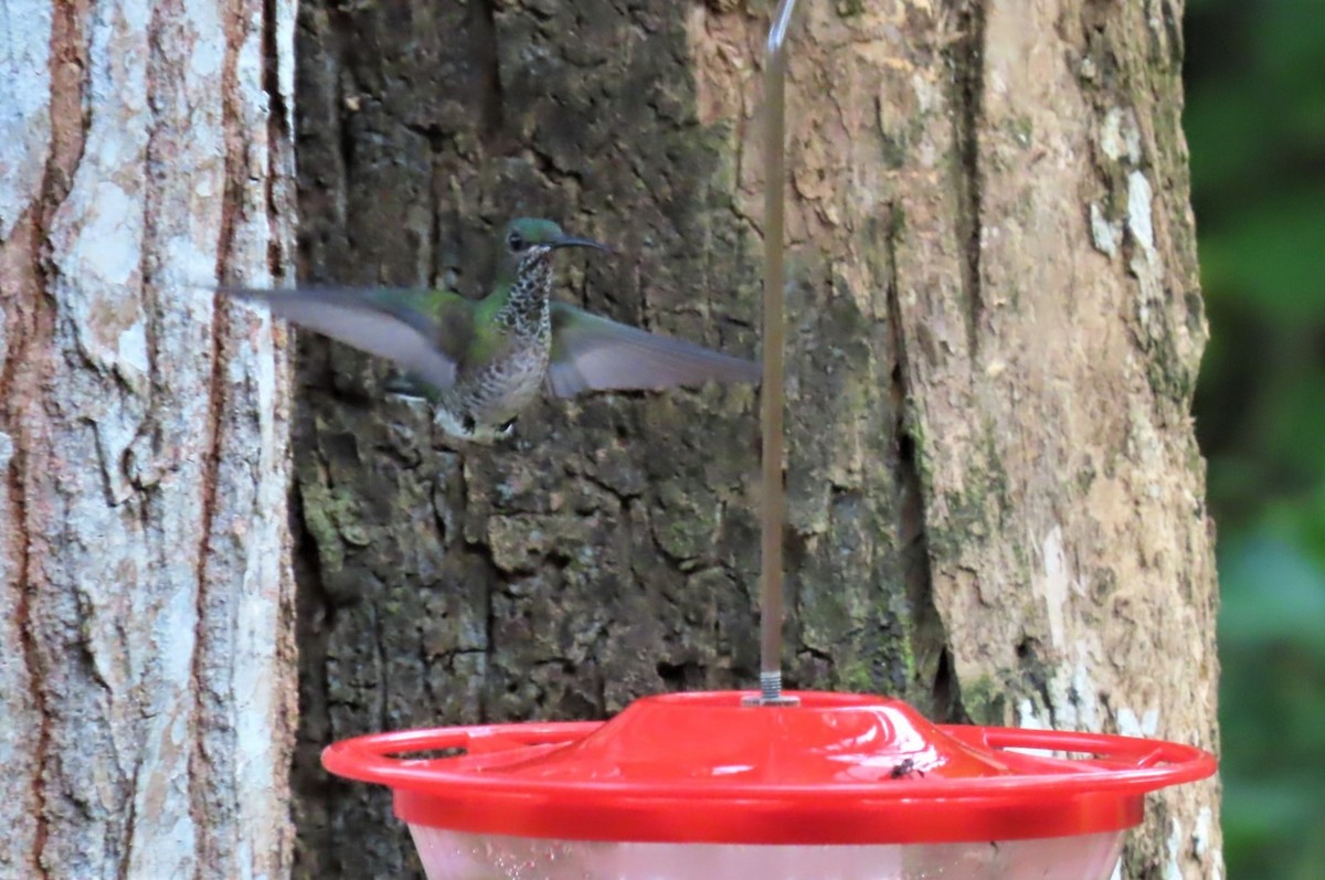 kolibřík skvrnitoprsý - ML404238221