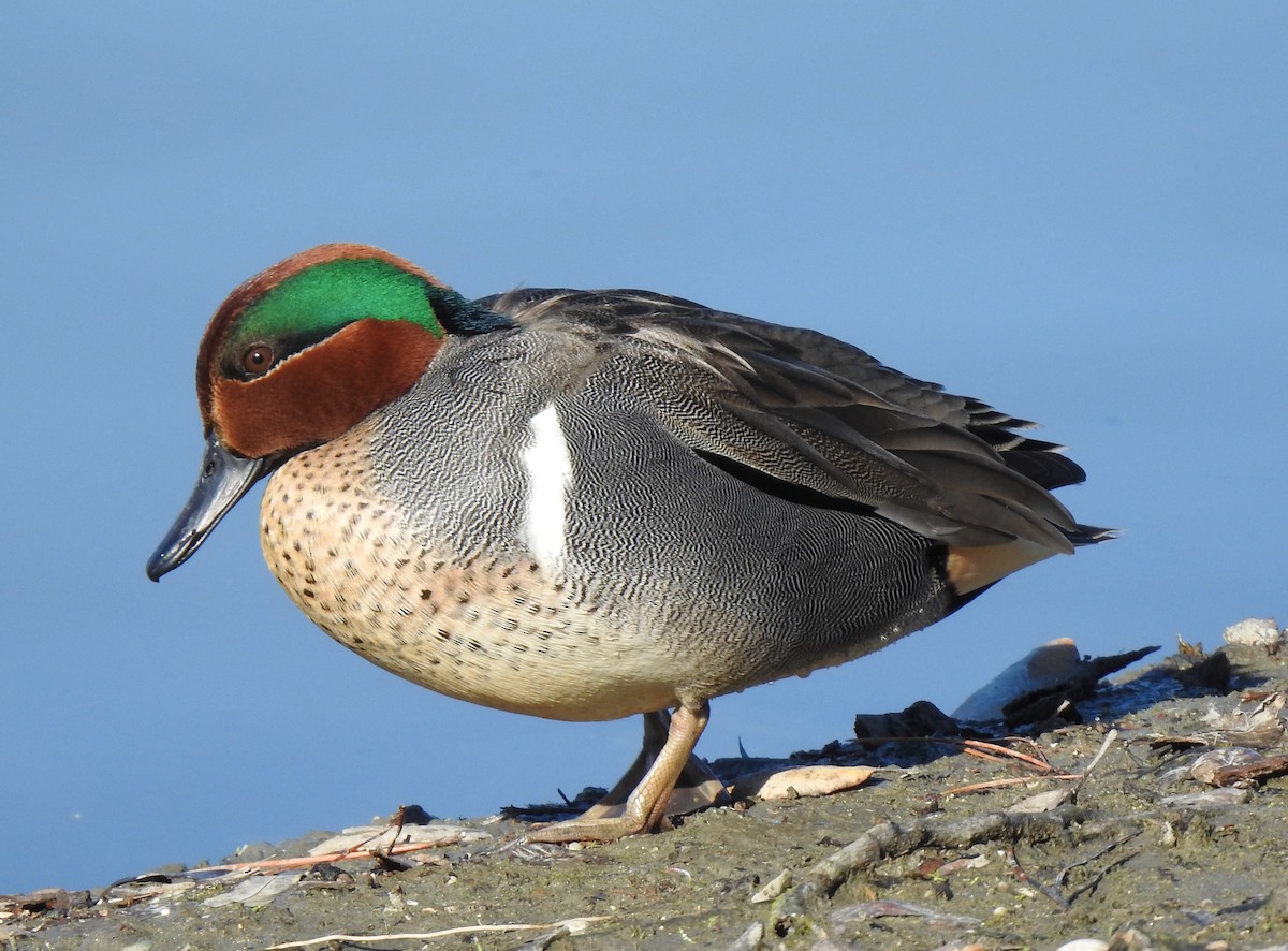 Green-winged Teal - ML404243461