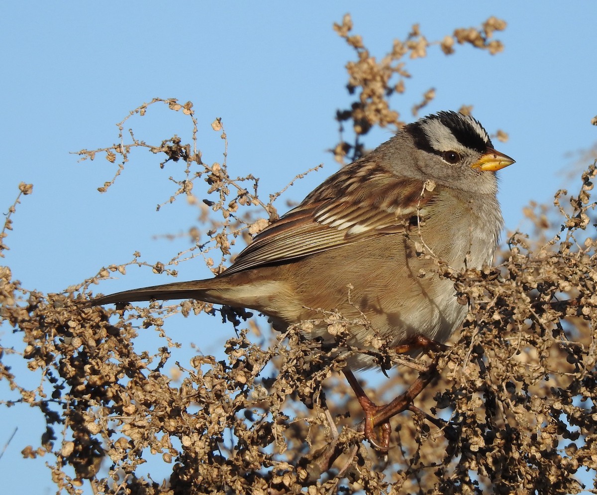White-crowned Sparrow - ML404244011